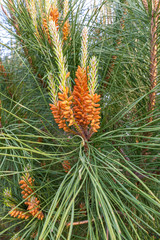 Young buds of a pine ordinary on green background.