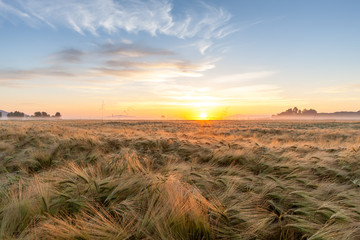 Young wheat growing in green farm field under blue sky