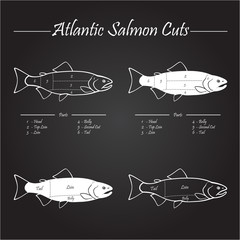 Atlantic salmon cuts diagram, chalkboard - 79958126