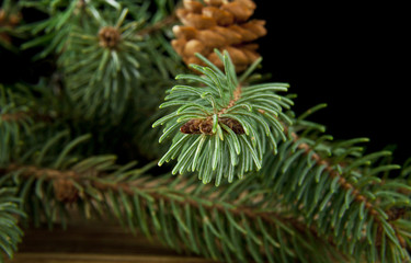 branch of fir-tree