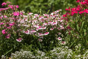 Pinc young flowers growing in green farm field