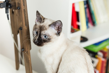 Siamese cat