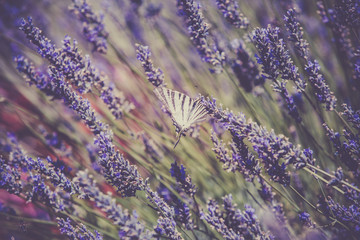 Butterfly at Lavender Bush