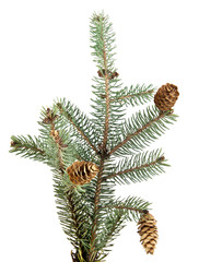 branch of fir-tree