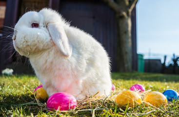 Osterhase mit bunten Eiern08