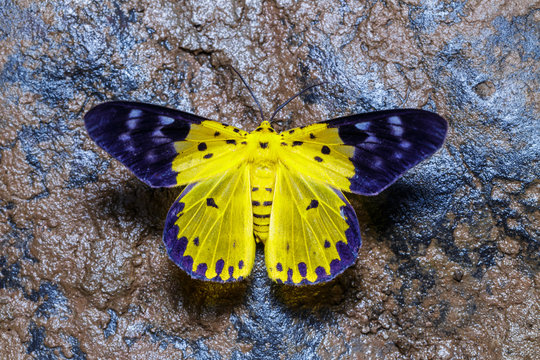 Top view of Dysphania militaris moths