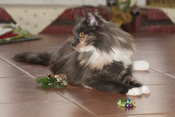 Maine coon