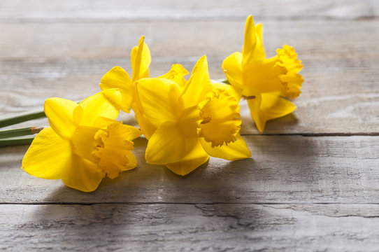 Yellow narcissus flowers on wooden background