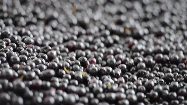 Sorting Wine-grapes On Arrival At The Cellar On A Vibrating Belt