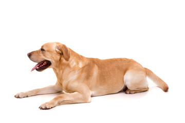 Labrador