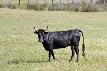 Camargue, toro 3