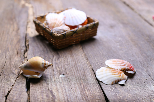 shells on a table