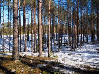 Spring snow in the pine forest