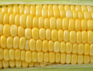 Closeup yellow sweet corn