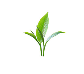 Fototapeta premium Green tea leaf isolated on white background
