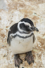 Fototapeta premium Penguin