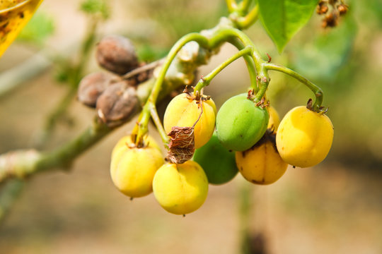 Jatropha trees.