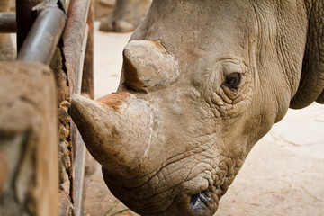 Fototapeta premium Rhino head.