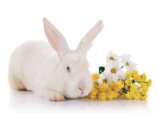 White rabbit with red eyes with flowers.
