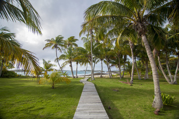 path to beach through coconut palm trees