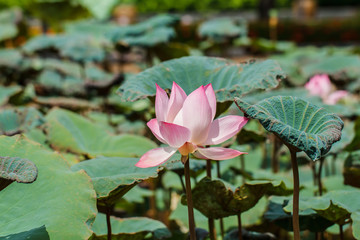 Pink water lily in pond