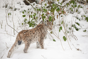 Luchs im Schnee