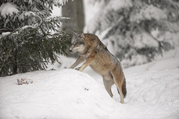 Obraz premium Wolf im Winter