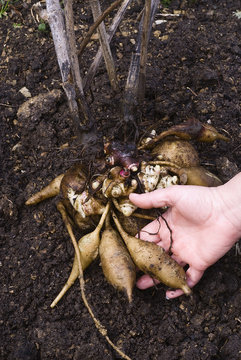 Fresh Yacon roots (smallanthus sonchifolius)