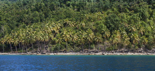 panorama of rain forest and beach