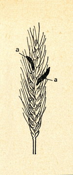 Claviceps purpurea on the ear of rye