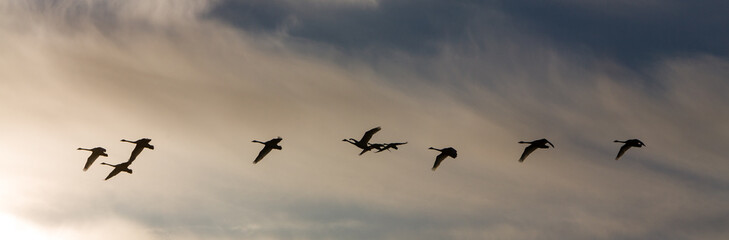 Group whooper swans heading to the north in flight
