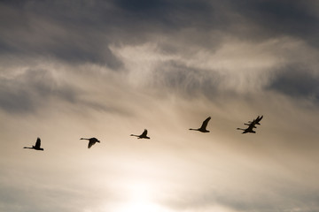 Group whooper swans heading to the north in flight
