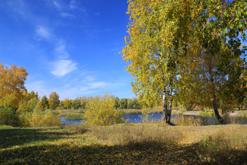 Autumn landscape: gold birchs in the park