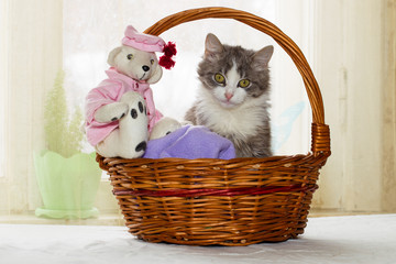 Fototapeta na wymiar Gray and white kitten and a teddy bear sitting in a large wicker