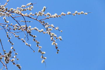 Pussy willow branches with white catkins on blue sky - obrazy, fototapety, plakaty
