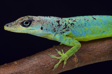 Barbados Anole (Anolis extremes)