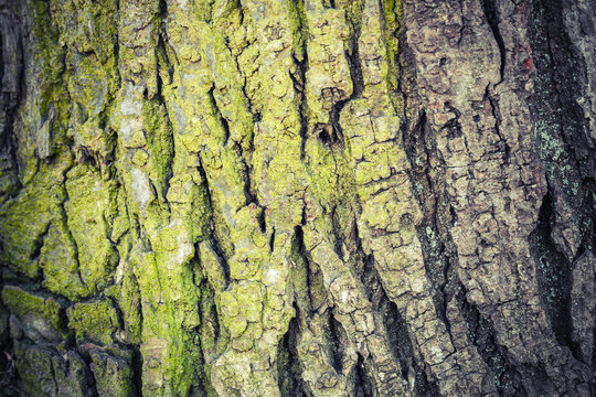 Closeup texture of old green tree bark, detailed photo