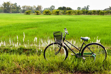 Fototapeta na wymiar Old Bicycle in Paddy Field