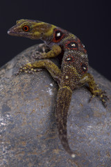 Union Island gecko (Gonatodes daudini)