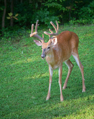 Out of the forest