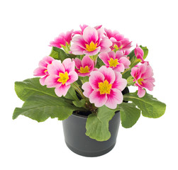 Primula flowers in a flower pot. isolated