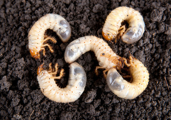 may-bug larvae in the soil background. Melolontha vulgaris
