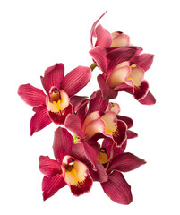 Cymbidium orchid. isolated