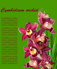 Cymbidium orchid. isolated