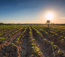 Cassava farmland is the agriculture in Thailand