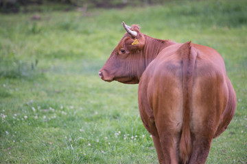 Fototapeta premium Funny cow on a green summer meadow.