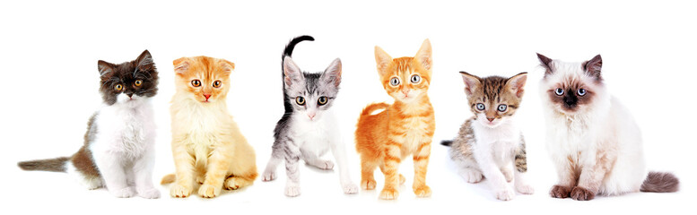 Cute little kittens isolated on white