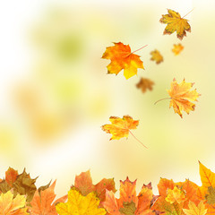 Collage of autumn leaves on bright  background