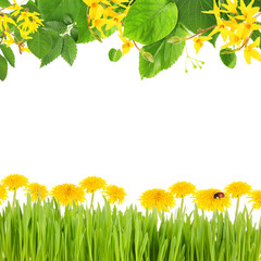Obraz premium Beautiful spring background with blooming twigs, green grass