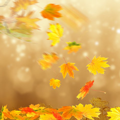 Fototapeta na wymiar Collage of autumn leaves on bright background